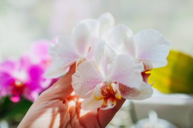 Pembe benekli beyaz falaenopsis orkidesini kapatın. Çiçeklere dokunan kadın. Bahçıvan ev bitkileriyle ilgileniyor..