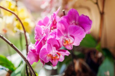 Güneşli bir günde pencere pervazında açan pembe falanopsis orkide çiçeklerini kapatın. Evde sağlıklı bitkiler yetişiyor. Bahçıvanlık