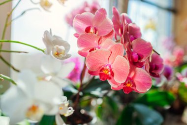 Çiçek açan falaenopsis orkideleri. Pencere pervazında beyaz turuncu mercan orkideleri çiçek açar. Ev çiçekleri. Narbonne 'a yaklaş. Bahçıvanlık hobisi