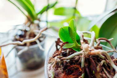 Pencere pervazında saksıda ölü anne bitkisinin gövdesinde bebek orkideleri büyüyor. Evde penaenopsis orkidesi üretiyor. Çiçeklerin üzerinde yapraksız küçük filizler yetiştiriyorlar.