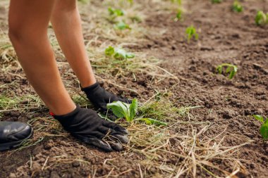 Taze ekilmiş lahana tohumu ve bahar bahçesinde kuru otlar yetiştiren çiftçi. Sebze filizini kuraklıktan ve yabani otlardan koruyorum. Gelecekteki hasat işini hallediyorum.