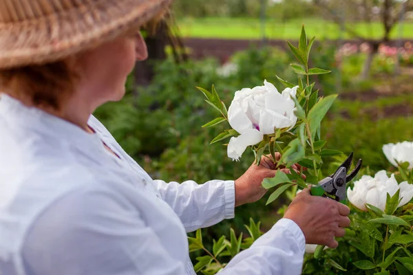 stock image Gardener picking tree peonies flowers in spring garden. Woman cutting stem with pruner. Gardening. Close up of white bloom