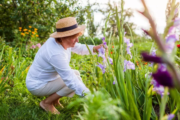 Senior flower farmer picks fresh purple gladiolus in summer garden using pruner. Cut flowers harvest. Middle-aged woman enjoys growing plants