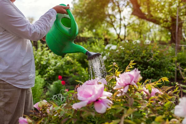 Stock image Gardener waters pink tree peonies in bloom with watering can in spring garden. Close up of drops. Taking care of flowering plant