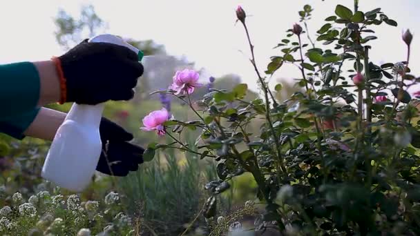 Jardinero Aplica Fertilizante Sobre Rosa Floreciente Pulverización Rosa Con Fungicida — Vídeo de stock