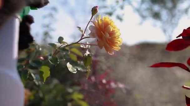 Chronię Krzewy Przed Grzybami Ogrodnik Spryskuje Angielskie Róże Środkami Grzybobójczymi — Wideo stockowe
