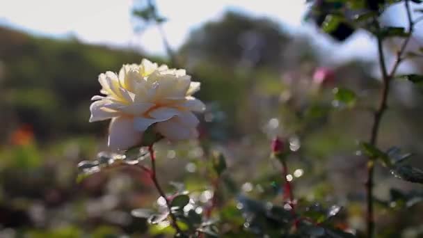 Jardinero Aplica Fertilizante Sobre Rosa Floreciente Pulverización Rosa Con Fungicida — Vídeos de Stock