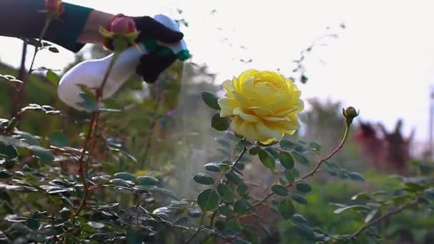 Zamknij Angielski Charles Darwin Kwiat Róży Ogrodnik Spryskuje Krzaki Nawozem — Wideo stockowe