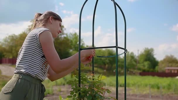 年轻的女园丁在春天的花园里组装金属方尖碑 用来攀爬玫瑰 安装柱状格栅 螺丝侧部 — 图库视频影像