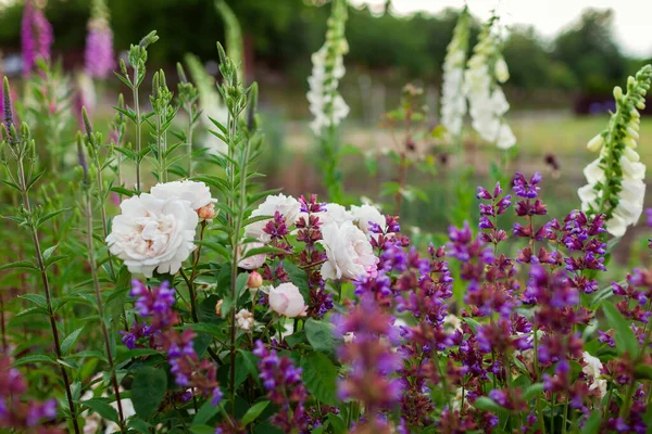 Yaz Bahçesinde Çiçek Açan Beyaz Güllere Mor Salvaya Yakın Durun — Stok fotoğraf