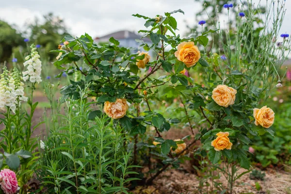 Golden Zest Shrub Blooming Yellow Roses Flowers Summer Garden White — Stock Photo, Image