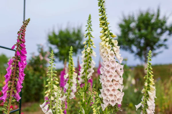 Yaz Bahçesinde Açan Pembe Mor Yüksükotu Çiçeklerine Yakın Durun Çiçek — Stok fotoğraf
