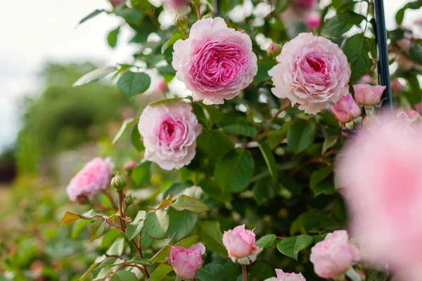 Close Blooming Pink Roses Flowers Summer Garden English James Galway — Zdjęcie stockowe