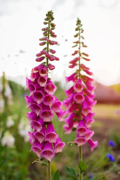 Detailní Záběr Jasně Růžové Liščí Rukavice Květiny Kvetoucí Letní Zahradě — Stock fotografie