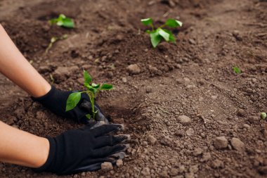Yaz bahçesinde toprağa biber tohumu eken çiftçi eldiven takıyor. Sebze yetiştiriyorum. Tarım ve tarım