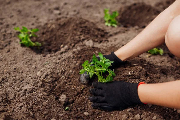 Farmer Planting Tomato Seedling Soil Summer Garden Wearing Gloves Growing — Stock Photo, Image
