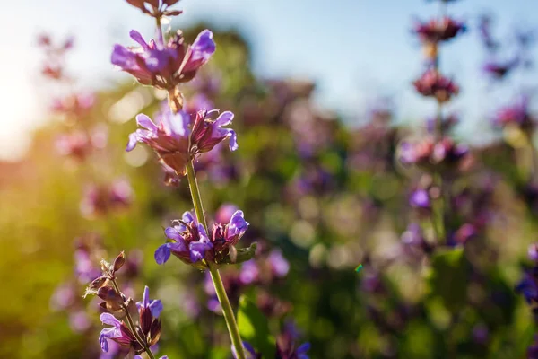 Yaz Bahçesinde Gün Batımında Açan Mor Salvia Resmi Çiçekleri Sıradan — Stok fotoğraf