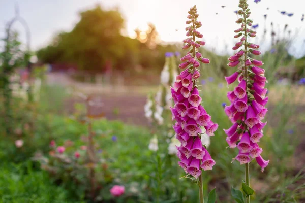 Yaz Bahçesinde Gün Batımında Açan Parlak Pembe Yüksükotu Çiçeklerini Kapatın — Stok fotoğraf