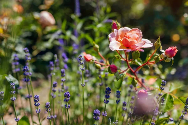 Elizabeth Stuart Rose Fleurissant Dans Jardin Été Par Lavande Cluster — Photo