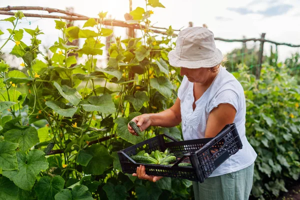 Vrouwen Van Middelbare Leeftijd Plukken Komkommers Uit Trellis Zomerboerderij Boeren — Stockfoto