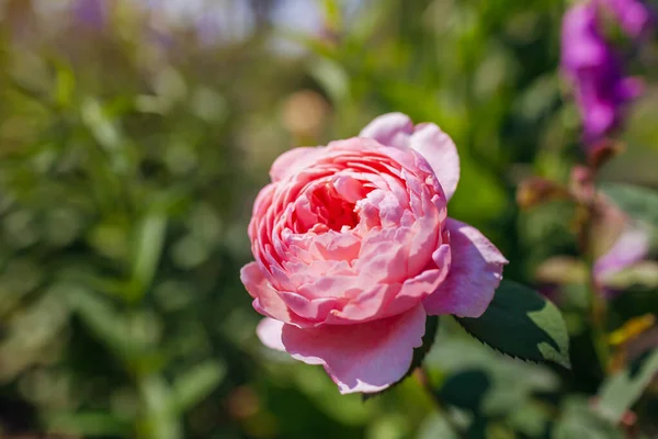 Różowy Róża Alnwick Kwitnie Ogrodzie Letnim Przez Foxgloves Podwójna Filiżanka — Zdjęcie stockowe