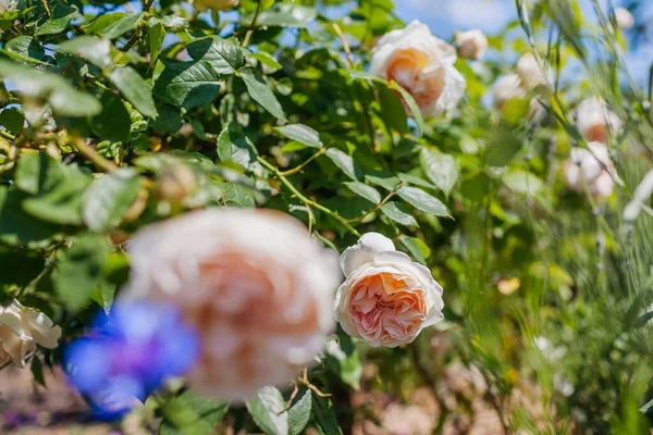 Biały Sebastian Kneipp Róża Kwitnąca Ogrodzie Letnim Przez Foxgloves Klaster — Zdjęcie stockowe