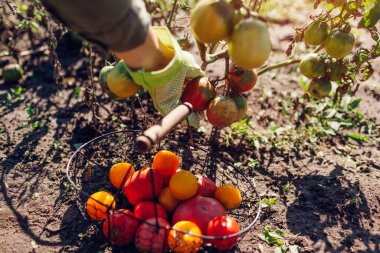 Kadın çiftçi yaz çiftliğinde domatesleri sepete koyuyor. Sonbahar sebze hasadı topluyorum. Eko çiftliğinde hasat zamanı
