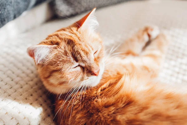 Menutup Ginger Kucing Santai Sofa Pada Selimut Putih Hewan Peliharaan — Stok Foto