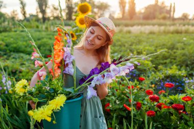 Woman gardener picking gladiolus and dahlias and carrying them in bucket with water. Harvest in summer garden at sunset. Cut flowers business.