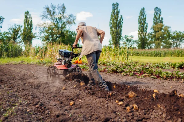 Kıdemli çiftçi küçük traktör kullanıyor, hasat yapıyor, patates kazıyor. Sonbahar hasadı sebze toplama. Kırsal kesimde tarım. Çiftlik makineleri