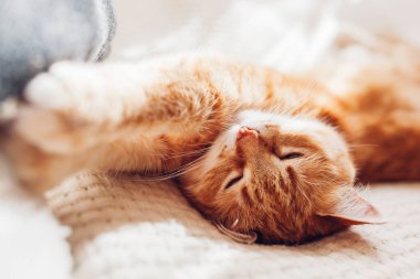 Kızıl kedi battaniyenin üzerinde baş aşağı yatıyordu. Uykulu evcil hayvan güneşli bir sabahta rahatlıyor ve dinleniyor.