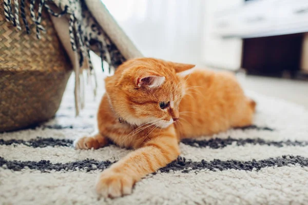 Ginger Gato Deitado Tapete Chão Casa Pet Jogando Sentindo Confortável — Fotografia de Stock