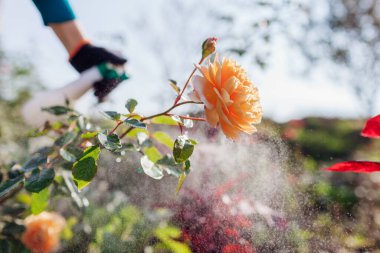 Çalıları mantardan koruyorum. Bahçıvan sonbahar bahçesinde İngiliz güllerine mantar ilacı sıkar. Kara leke ve küf hastalıklarının önlenmesi ve tedavisi
