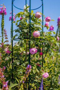 Özgürlük ruhu yaz bahçesinde lavanta ve veronika ile çiçek açtı. Pergola 'da büyüyen İngiliz dağcıda pembe çiçekler