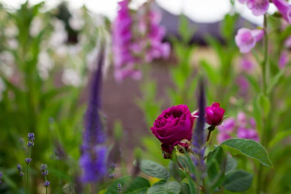 Yaz Bahçesinde Çiçek Açan Mor Loca Güllerine Yakın Orman Seçimi — Stok fotoğraf