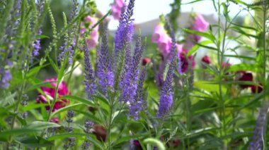 Çiçek açan veronika çiçeklerini yaz bahçesinde güllerle kapatın. Mavi mor çiçekler çiçek sınırında yüksükotları ile yetişir. Tozlaştırıcılar için bitkiler