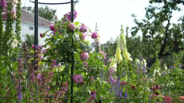粉色攀登玫瑰自由的精神生长在方尖碑在狐狸手套 萨尔维亚 维罗尼亚之间 夏日花园盛开的花朵 — 图库视频影像