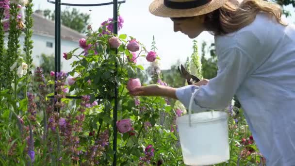 Γυναίκα Απολαμβάνει Αναρριχητικό Τριαντάφυλλο Ανθίζει Στον Οβελίσκο Στον Καλοκαιρινό Κήπο — Αρχείο Βίντεο