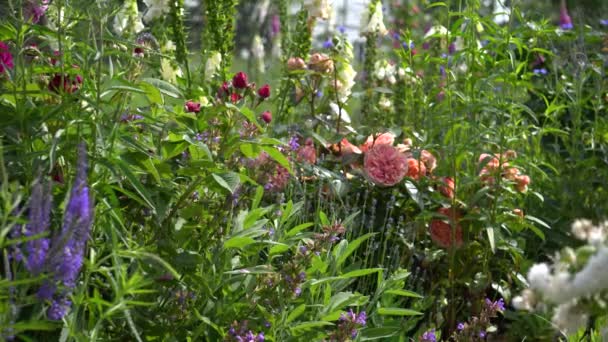 Chippendale Pembe Gülleri Yaz Bahçesinde Çiçek Açıyor Tantau Şeftali Rengi — Stok video