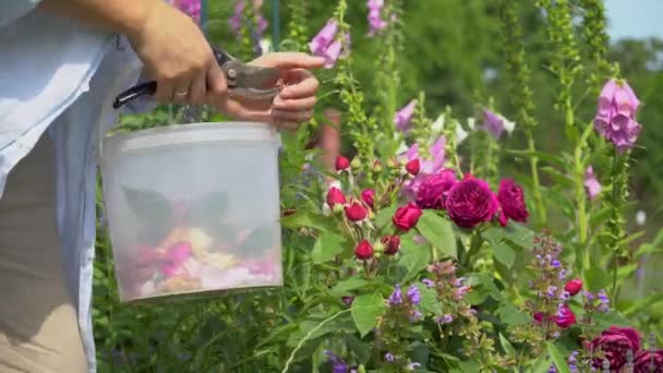 在夏天的花园里 女人死气沉沉地度过了紫楼盛开的花朵 促进了新的生长 园丁用修剪器修剪枯萎的花朵 然后放进桶里 照顾植物 — 图库视频影像