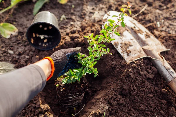 Planting Pyracantha Soil Gardener Puts Small Evergreen Seedling Hole Dug — Stockfoto
