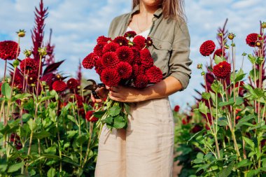 Bahçıvan, gün batımında kırsal çiçek çiftliğinde kırmızı top yıldız çiçeği buketi tutuyor. Budama makinesiyle taze çiçek toplayan bir kadın. Yaz hasadı