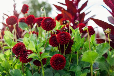 Burgundy Aaranth 'ın yaz bahçesinde açtığı kırmızı ponpon topu yıldız çiçekleri. Çiçek çiftliği. Sağlıklı bitkilere yakın