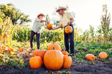 Woman farmer passes pumpking to man. Family couple of senior gardeners pick pumpkins in autumn field at sunset. Workers harvesting fresh organic vegetables in fall garden.