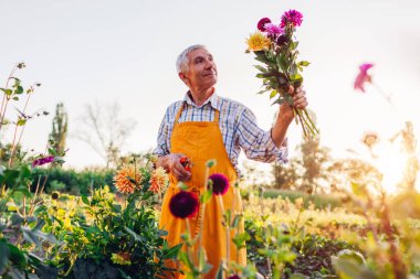 Kıdemli gri saçlı bahçıvan gün batımında kırsal çiçek çiftliğinde budama buketi kullanarak yıldız çiçeği buketi topluyor. Emekli çiftçi kesilen çiçekleri topluyor.