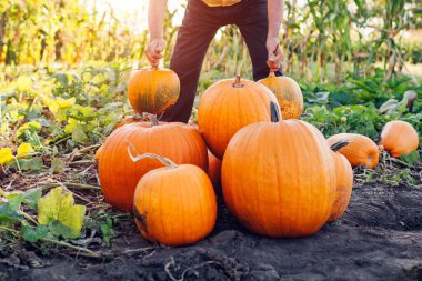 Kıdemli çiftçi sonbahar tarlasında gün batımında balkabağı topladı. İşçi bahçede sebzeleri yığına koyar. Sonbahar organik hasat. Kapat.
