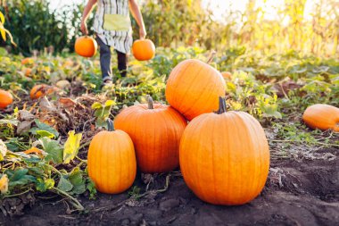 Büyük olgun organik balkabağına yaklaş. Sebze hasat eden bir işçi. Sonbahar bahçesinde sağlıklı meyve toplayan çiftçi onları yığına koyuyor. Sonbahar mevsimi