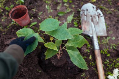 Toprağa manolya ekiyorum. Bahçıvan, sonbahar bahçesinde kazılan kürekle küçük bir ağacı çukura koyar. Baharda peyzaj nakli.