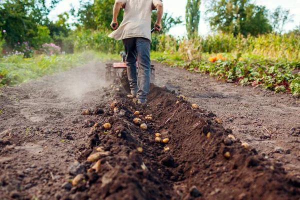 Farmer Driving Small Tractor Soil Cultivation Potato Digging Autumn Harvest — Stock Photo, Image