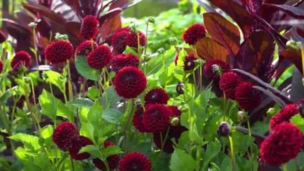 Grupo Flores Vermelhas Pompom Dahlia Florescendo Jardim Outono Por Amaranto — Vídeo de Stock